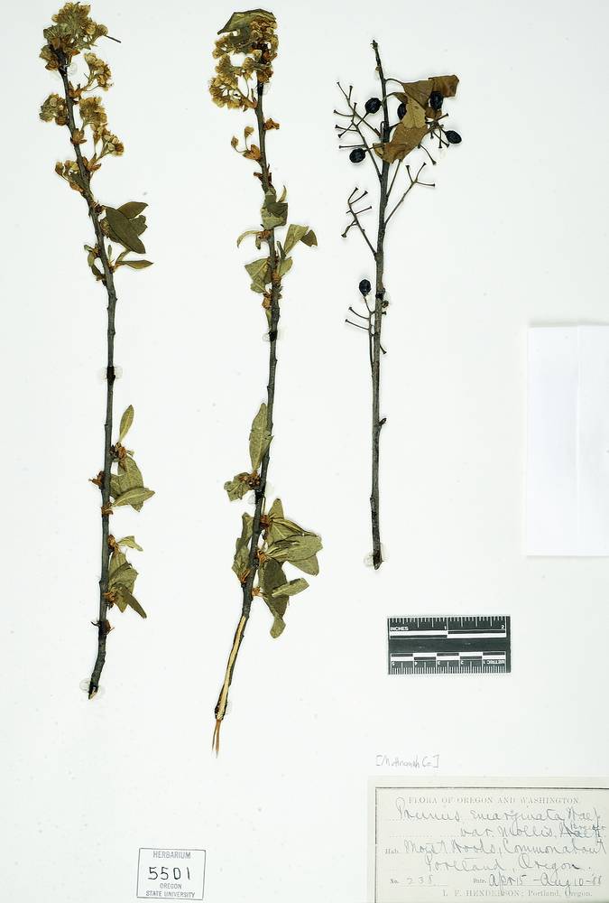 Prunus emarginata var. mollis image