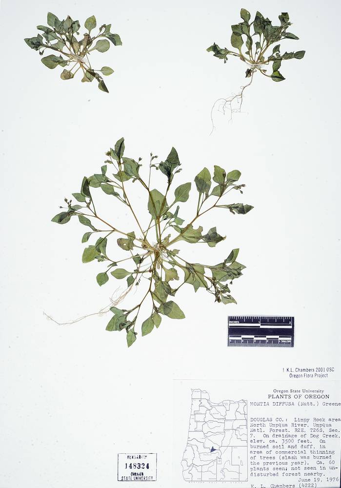 Montia diffusa image