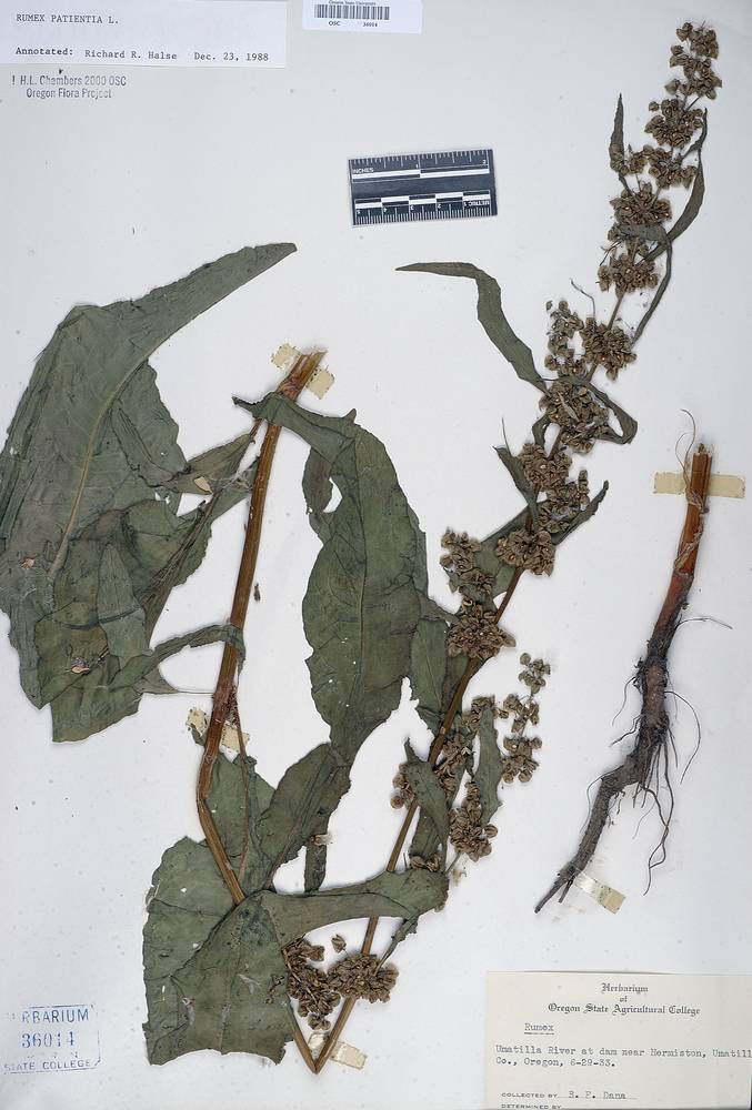 Rumex patientia image