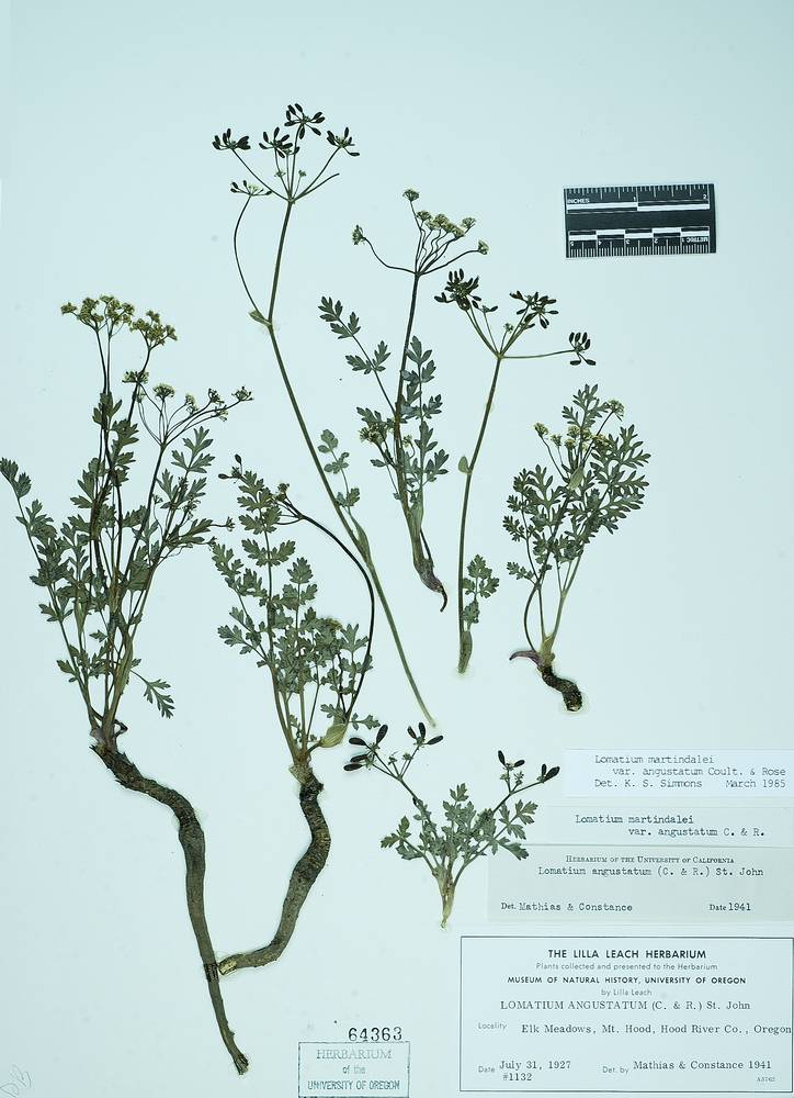 Lomatium martindalei image