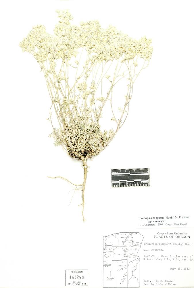 Ipomopsis congesta subsp. congesta image