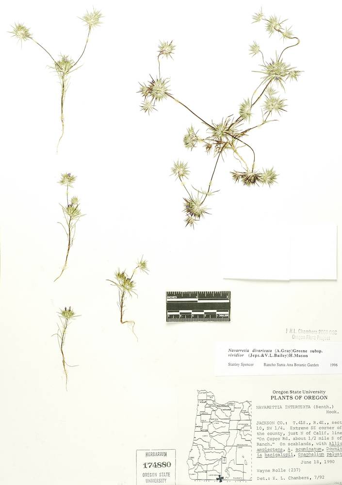 Navarretia modocensis image