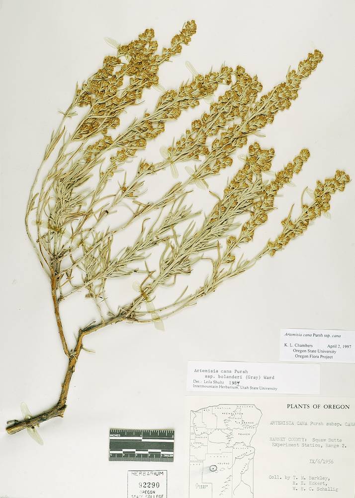 Artemisia cana image