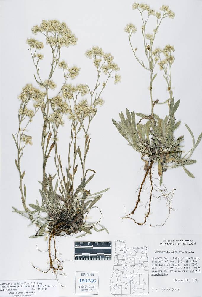 Antennaria luzuloides subsp. aberrans image