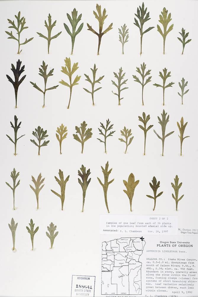 Artemisia ludoviciana subsp. lindleyana image
