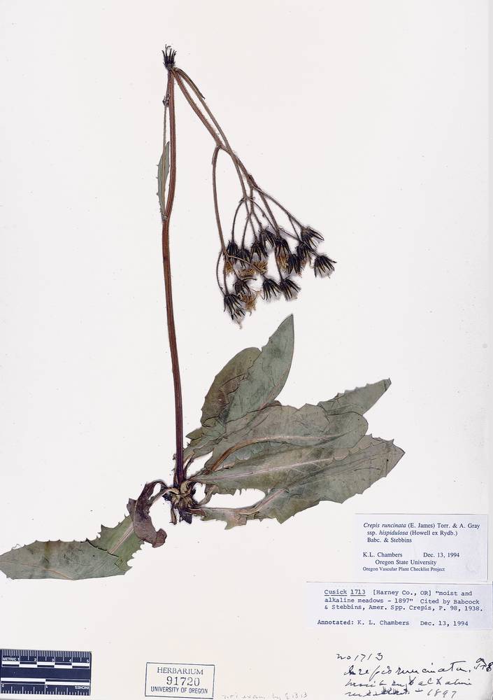 Crepis runcinata subsp. hispidulosa image