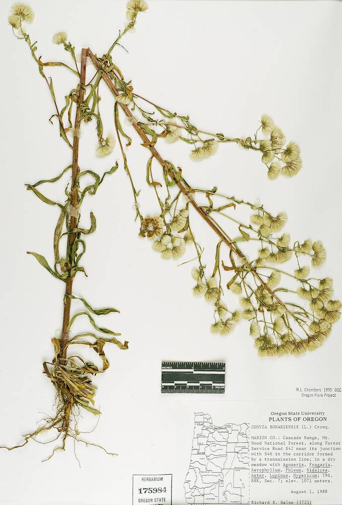 Erigeron acris subsp. kamtschaticus image