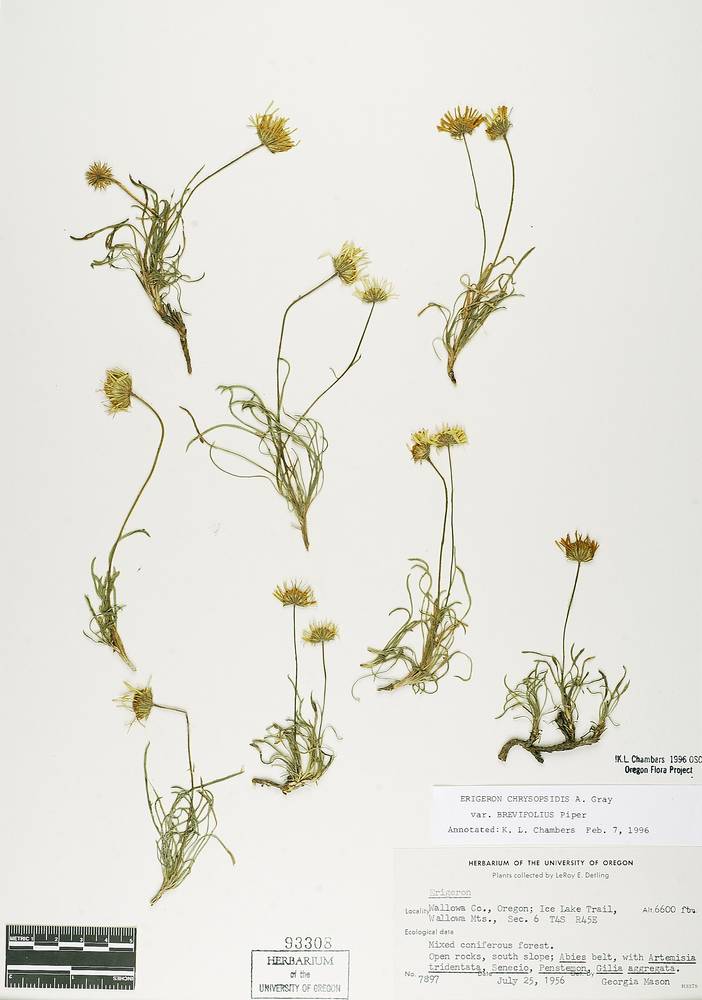 Erigeron chrysopsidis var. brevifolius image