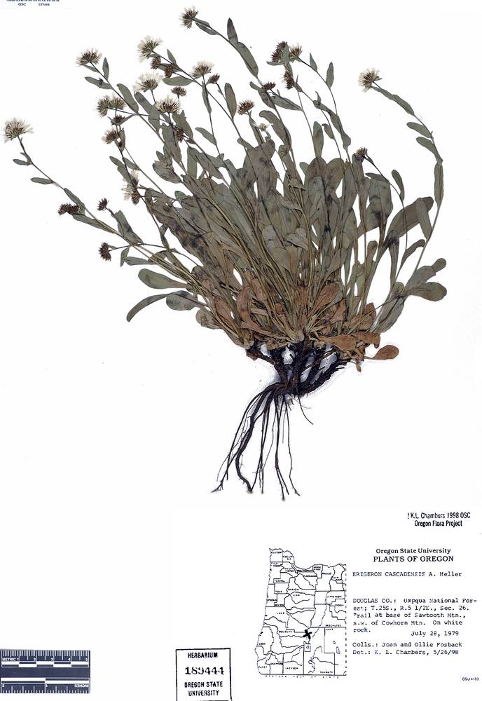Erigeron cascadensis image