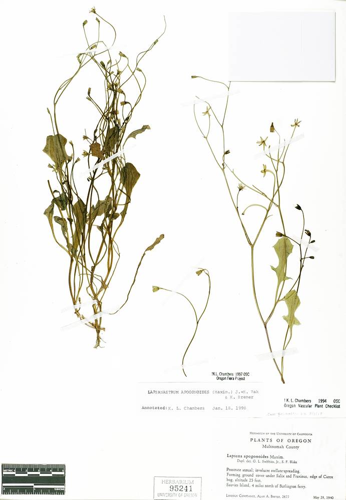 Lapsanastrum apogonoides image