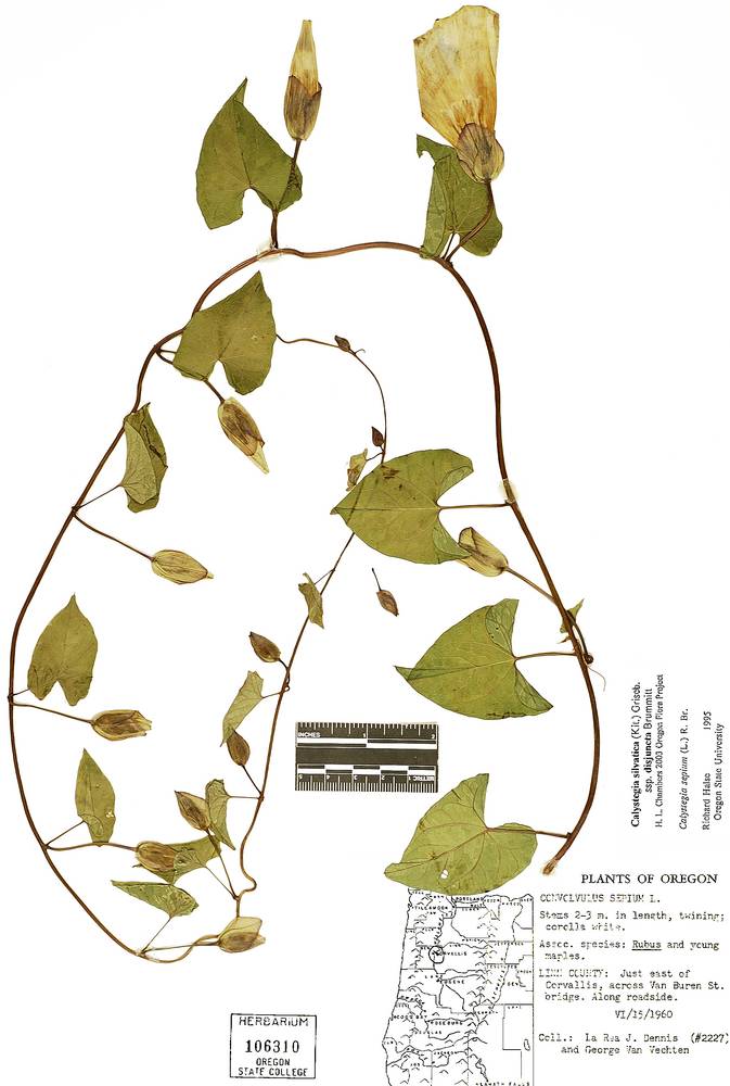 Calystegia silvatica subsp. disjuncta image