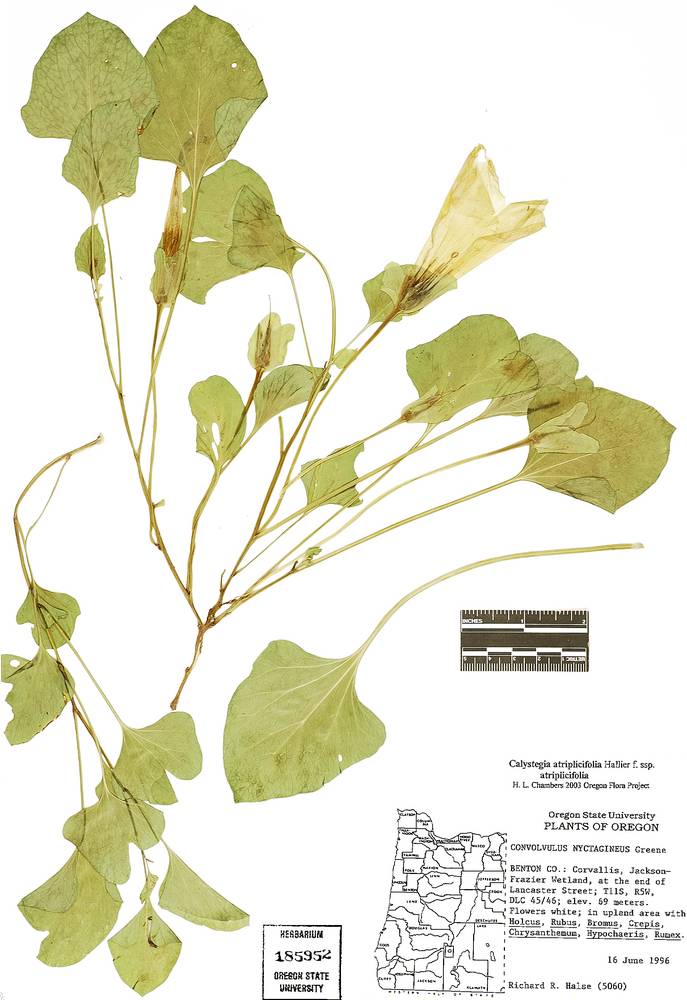 Calystegia atriplicifolia subsp. atriplicifolia image