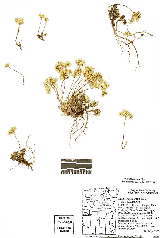 Sedum lanceolatum var. lanceolatum image
