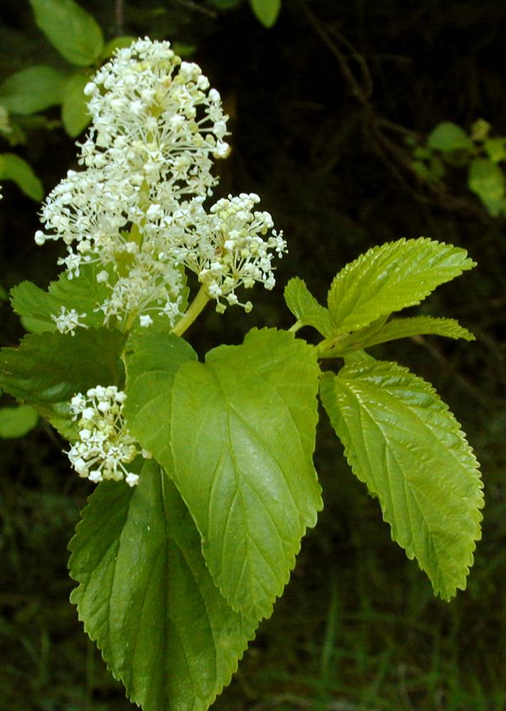 Red Stem Ceanothus, Ceanothus sanguineus