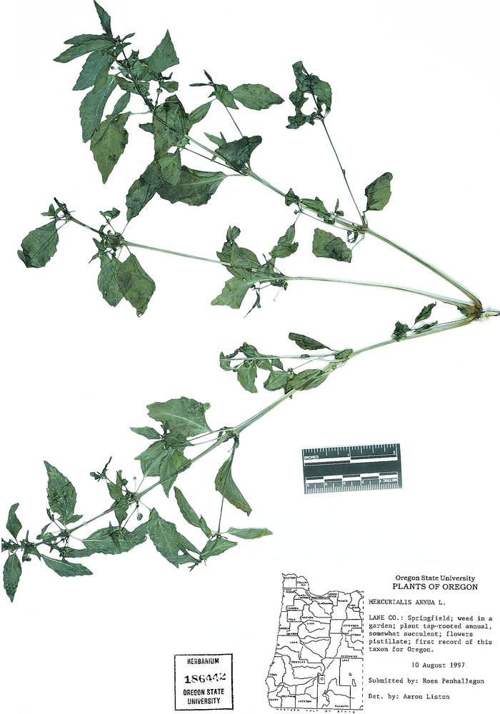 Mercurialis annua image