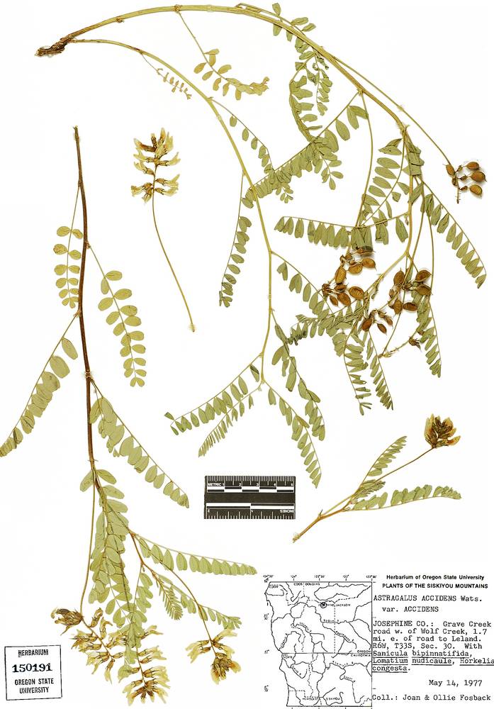 Astragalus accidens var. accidens image