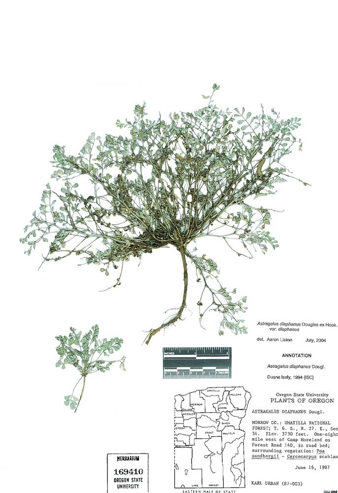 Astragalus diaphanus image