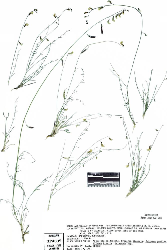 Astragalus atratus var. owyheensis image