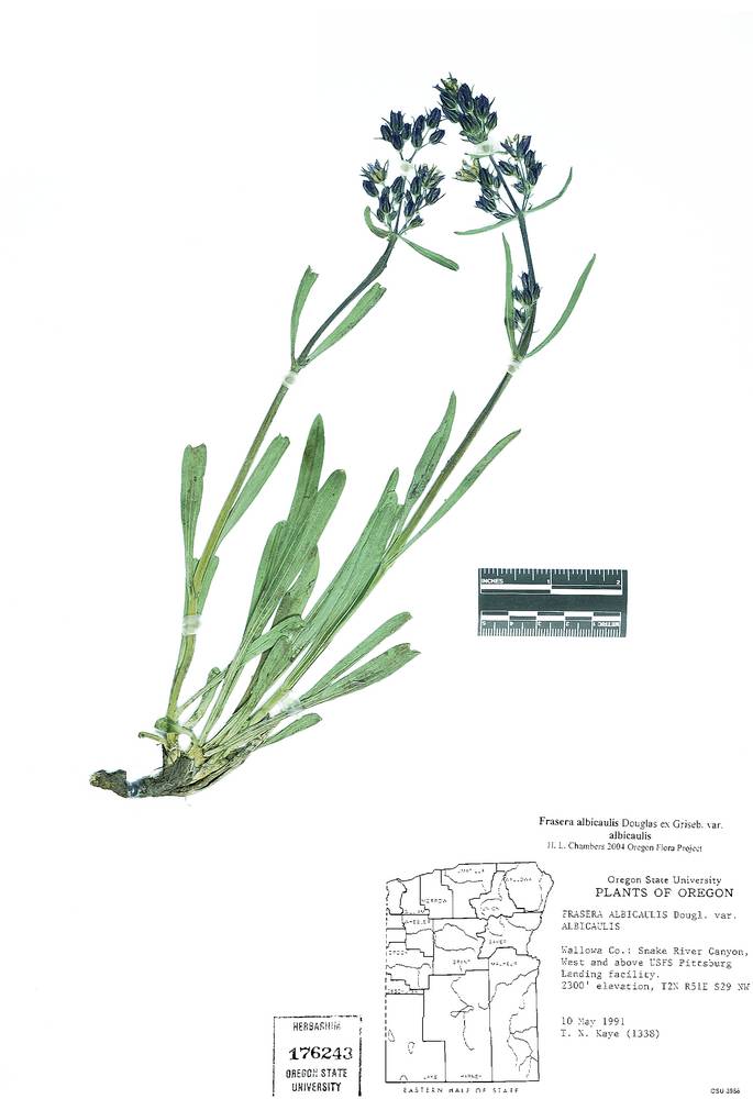 Frasera albicaulis var. albicaulis image