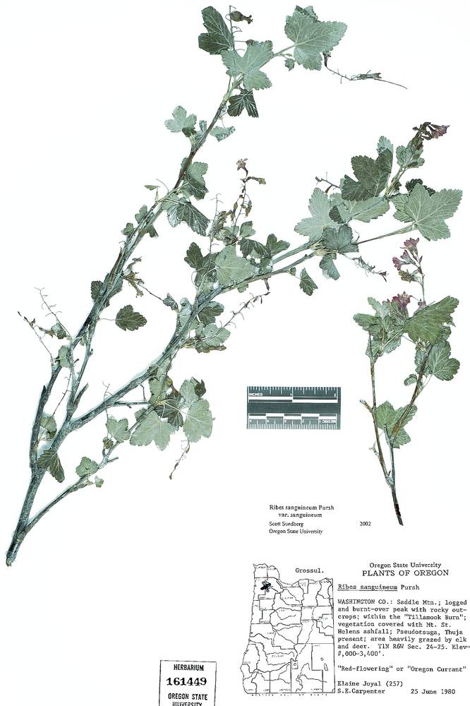 Ribes sanguineum var. sanguineum image