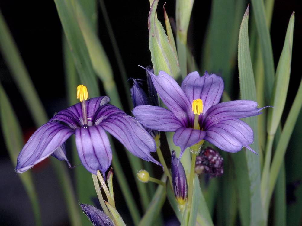 OregonFlora