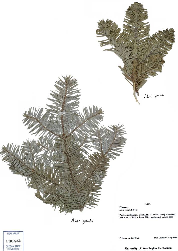 Abies procera image