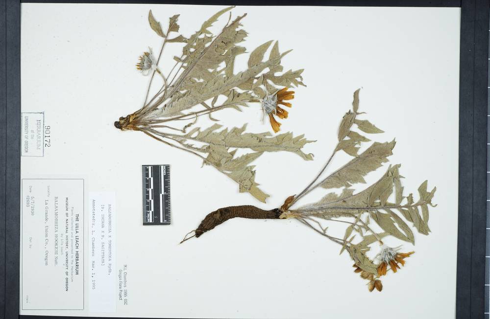 Balsamorhiza x tomentosa image