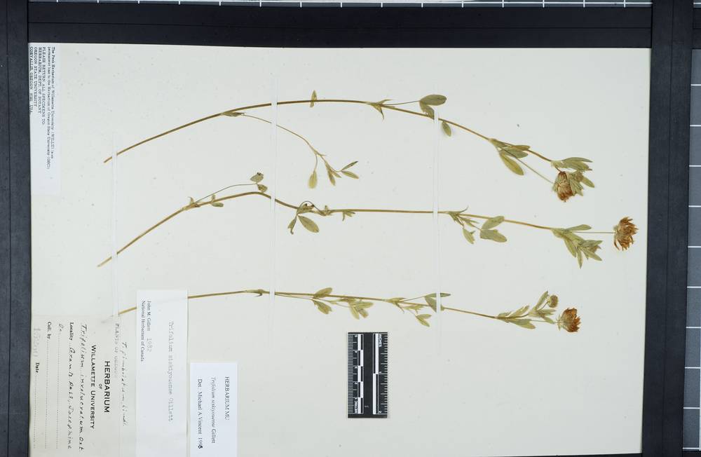 Trifolium siskiyouense image