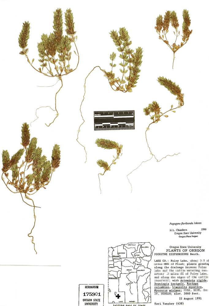 Pogogyne floribunda image