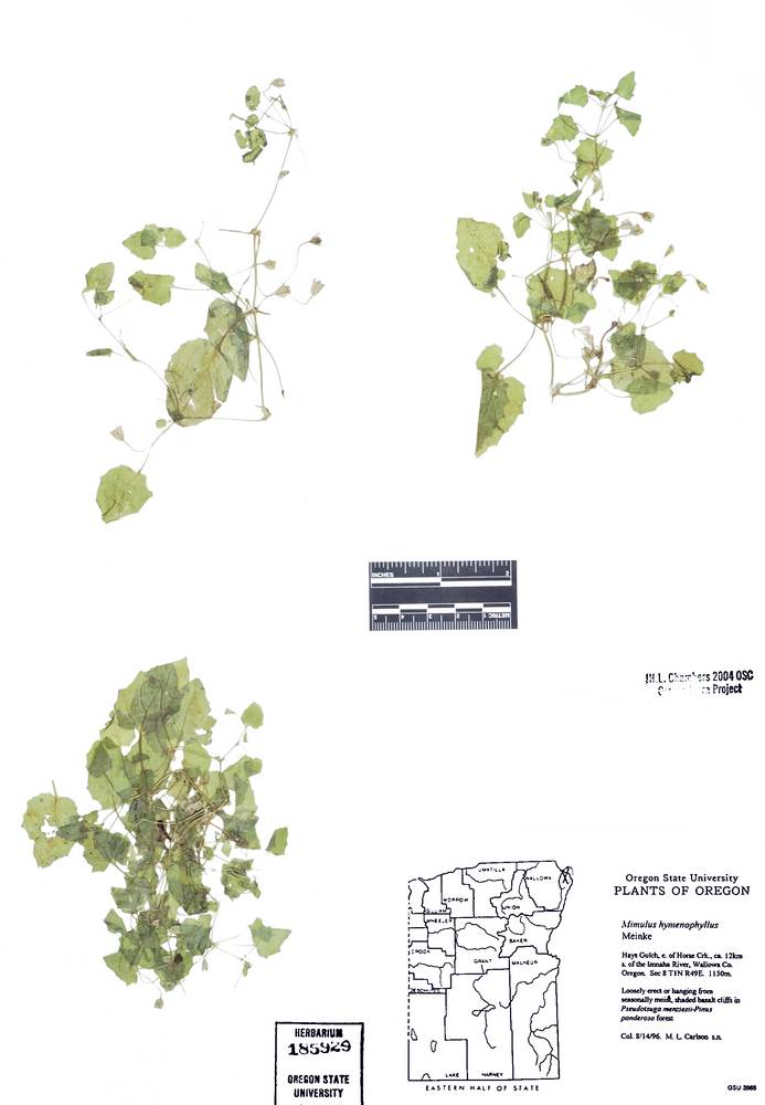 Erythranthe hymenophylla image