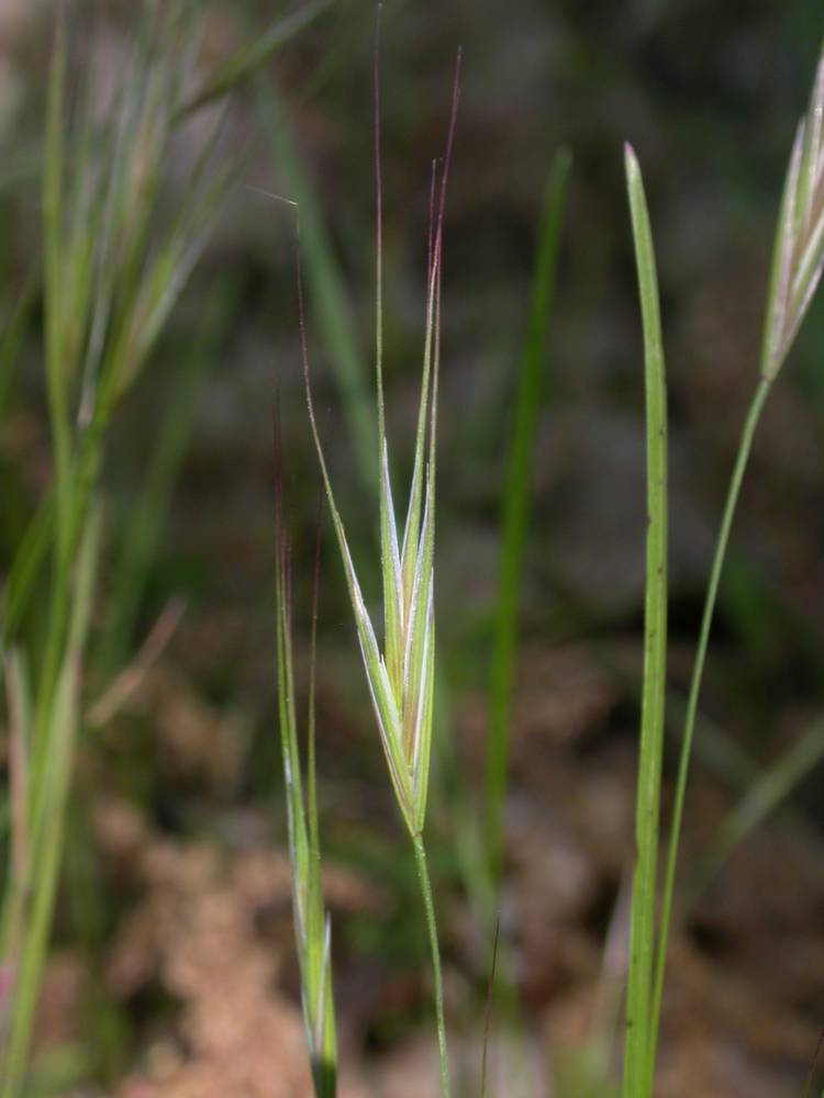 Brome stérile