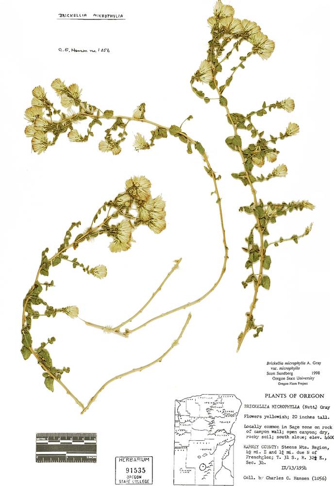 Brickellia microphylla var. microphylla image