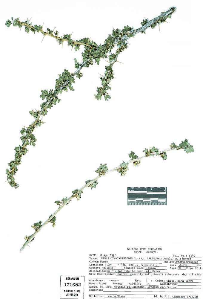 Ribes oxyacanthoides subsp. cognatum image