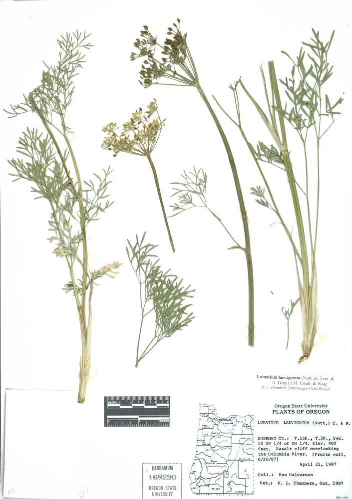 Lomatium laevigatum image