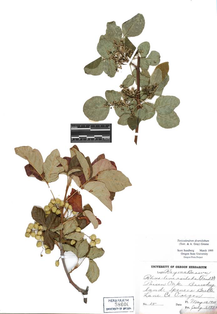 Toxicodendron diversilobum image