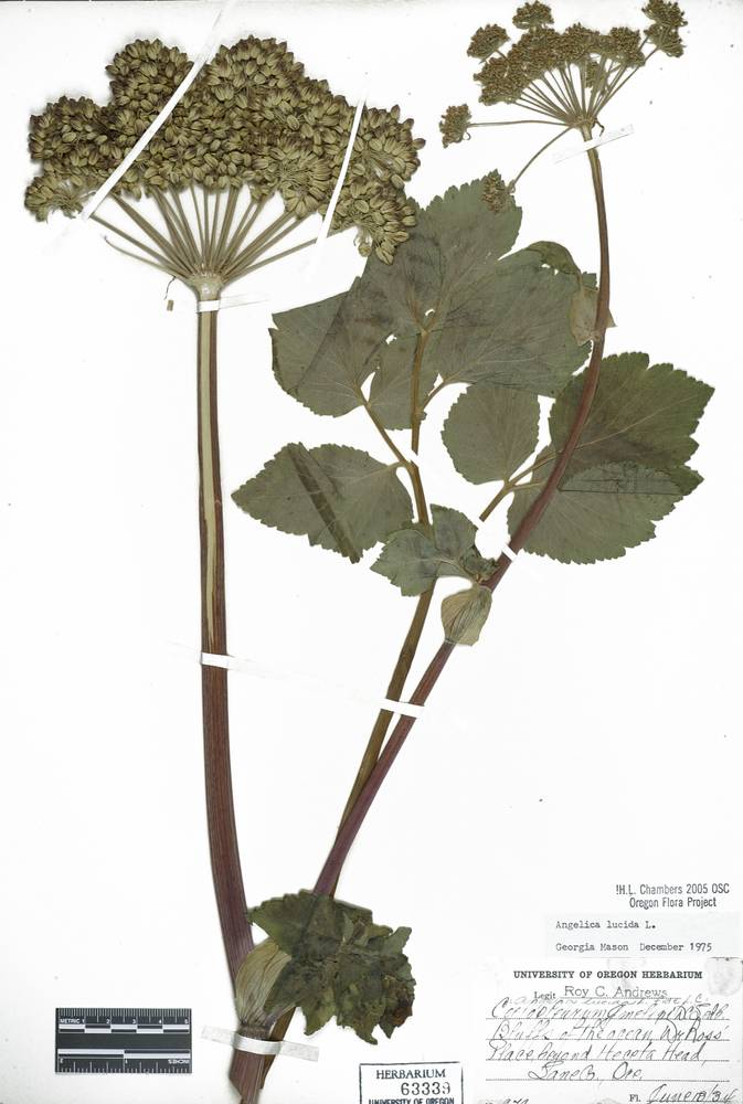 Angelica lucida image