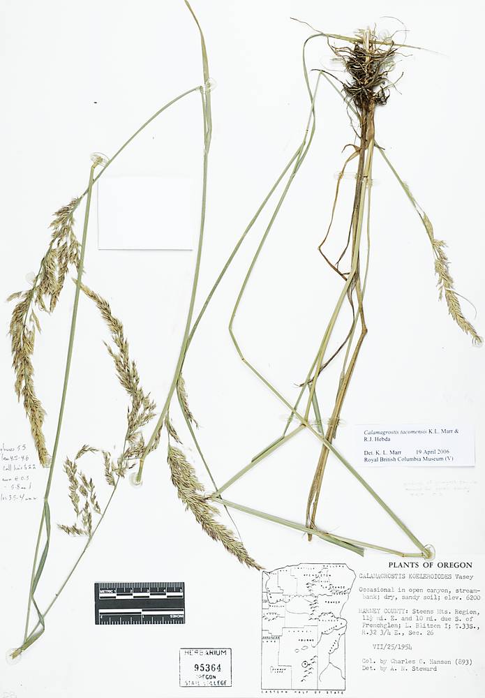 Calamagrostis utsutsuensis image