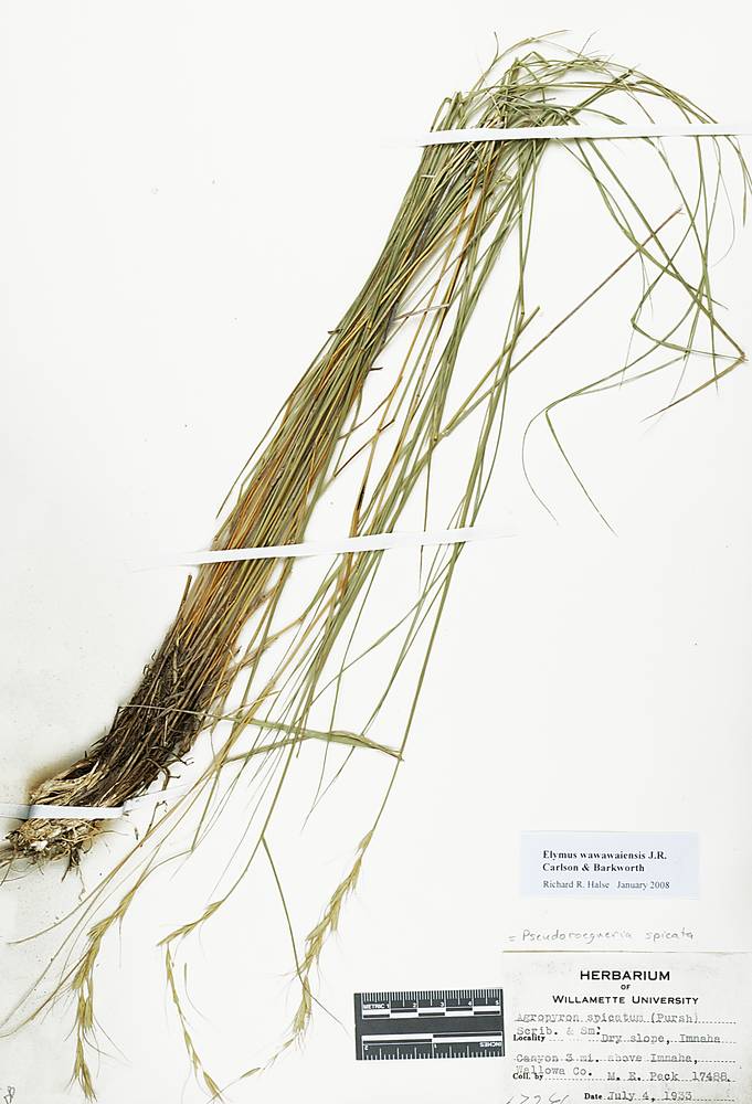 Elymus wawawaiensis image