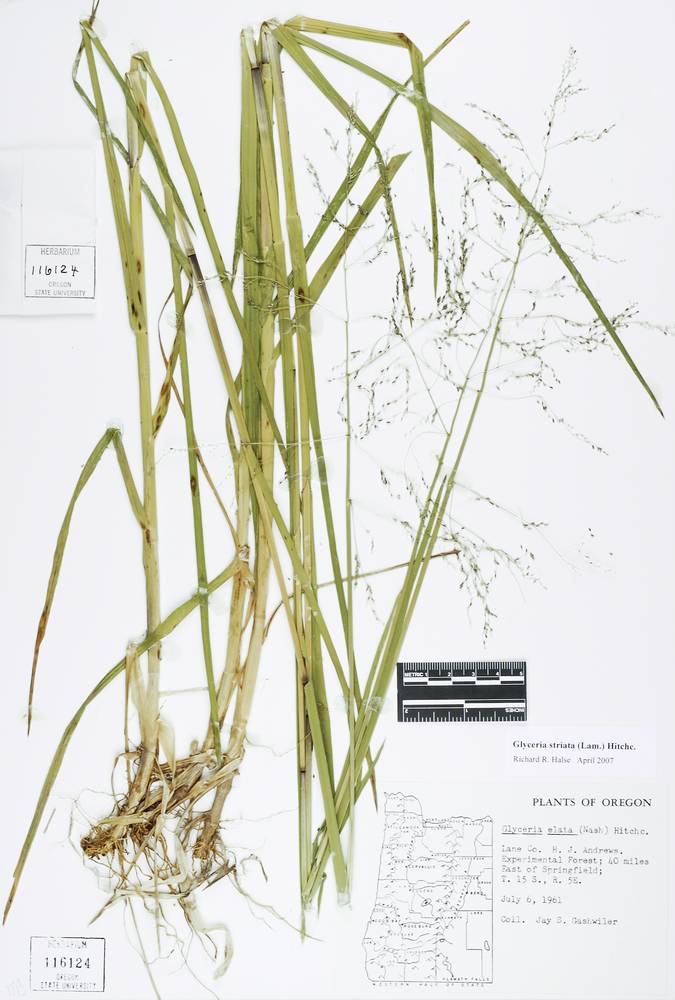 Glyceria elata image