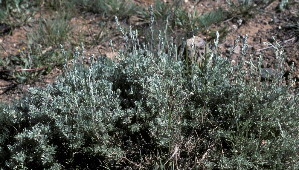 Grey-green stems - pictures of Artemisia Tridentata, Asteraceae -  wildflowers of West USA