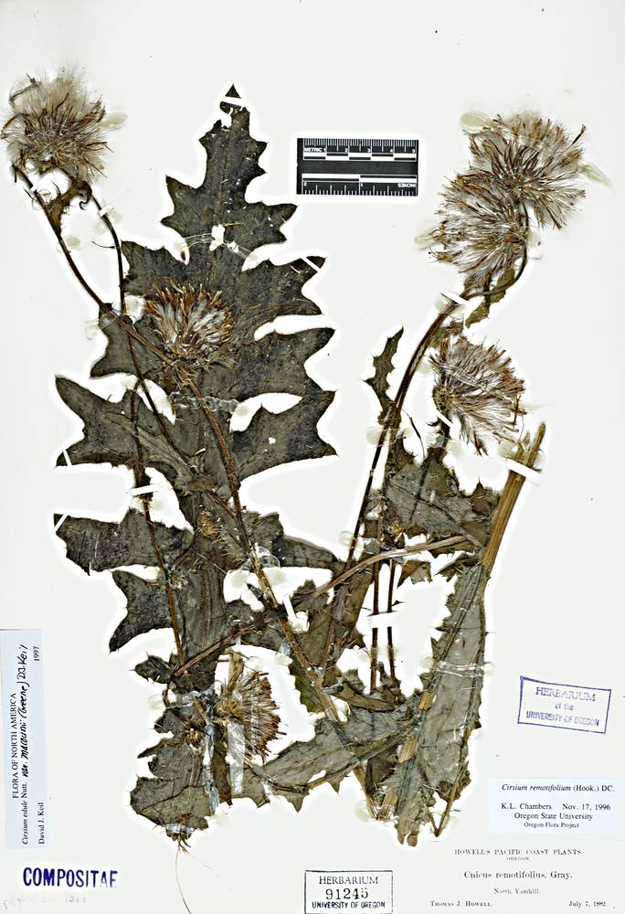 Cirsium edule var. macounii image