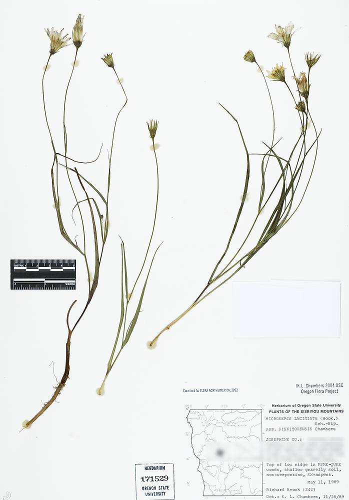 Microseris laciniata subsp. siskiyouensis image