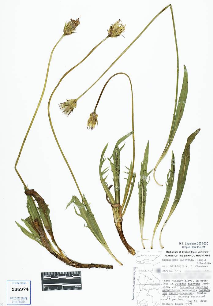 Microseris laciniata subsp. detlingii image