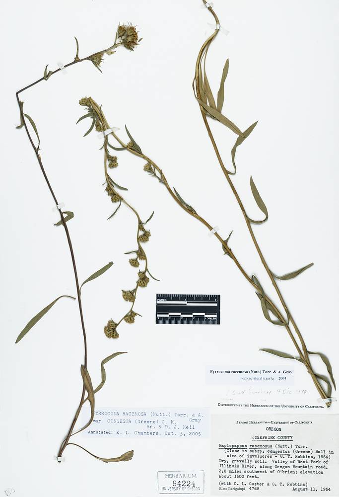 Pyrrocoma racemosa var. congesta image