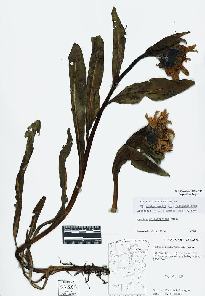 Wyethia x cusickii image