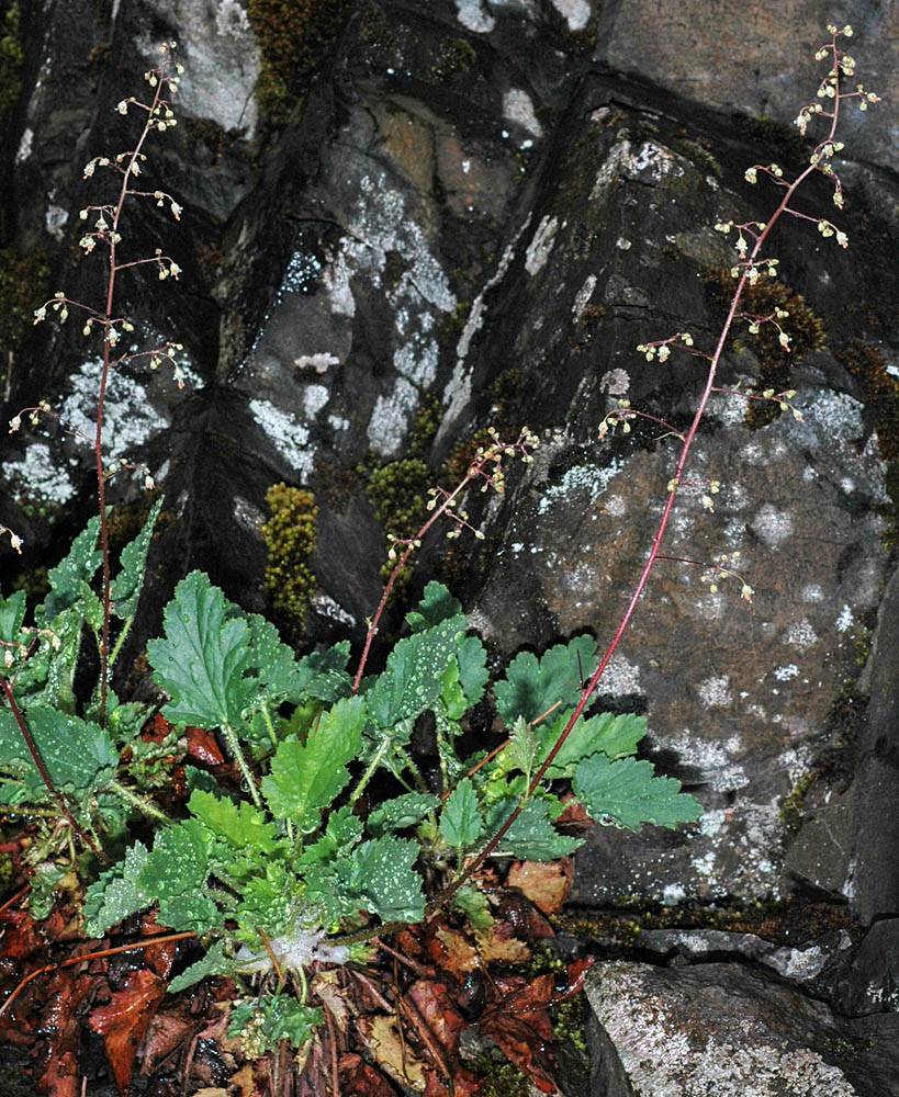 Oregonflora Detailed Collection Record Information