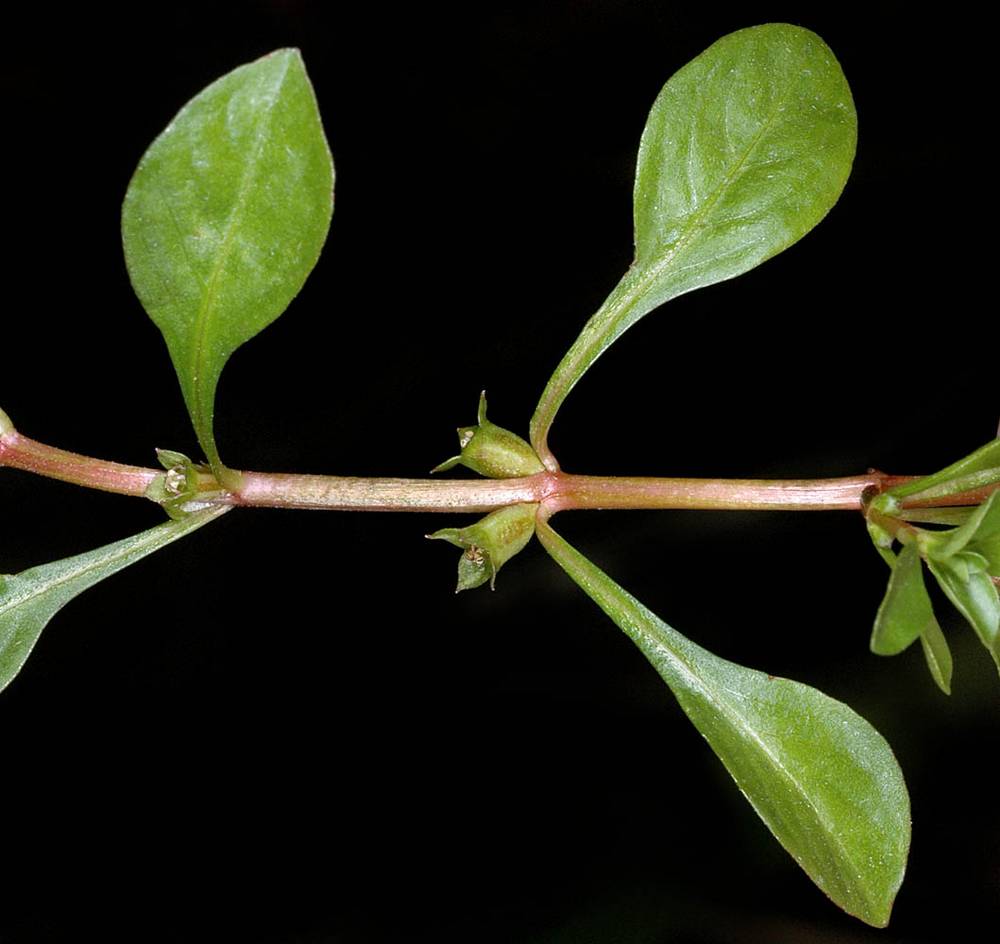 ludwigia palustris