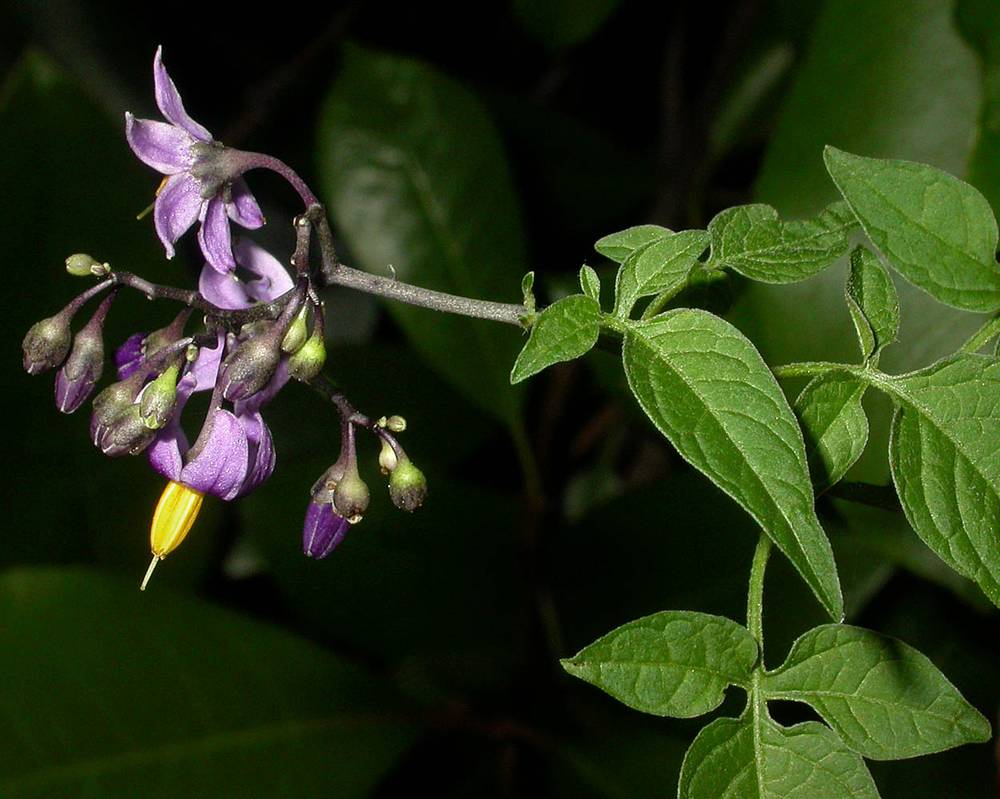 OregonFlora Solanum dulcamara