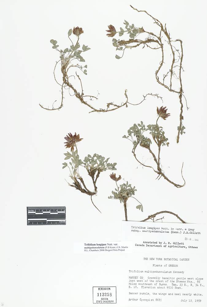 Trifolium longipes subsp. multipedunculatum image