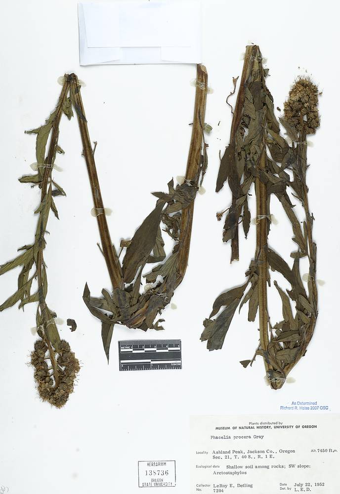 Phacelia procera image